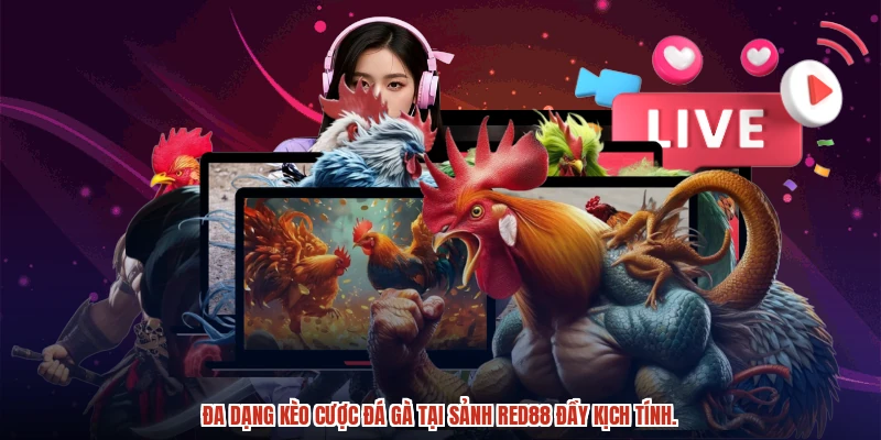 Đa dạng kèo cược đá gà tại sảnh RED88 đầy kịch tính.