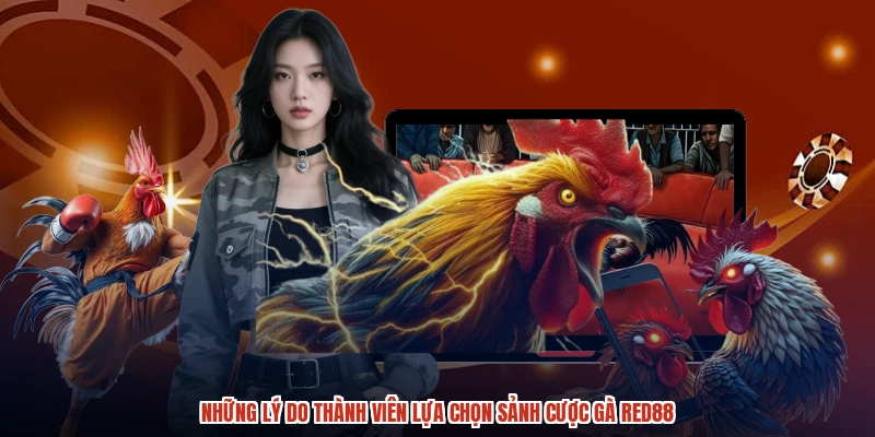 Những lý do thành viên lựa chọn sảnh cược gà RED88