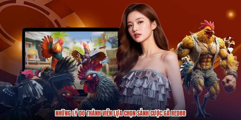 Những lý do thành viên lựa chọn sảnh cược gà RED88