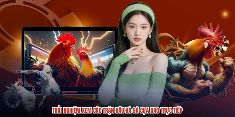Trải nghiệm xem các trận đấu đá gà cựa dao trực tiếp